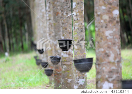 row of rubber tree with tapping latex row of rubber tree with tapping latex 48110244