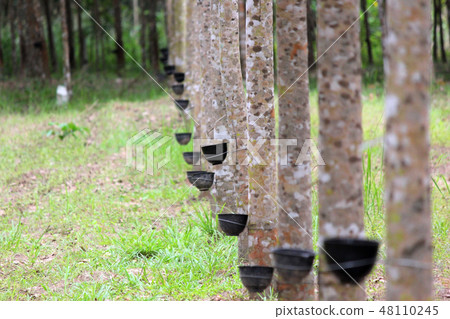 row of rubber tree with tapping latex row of rubber tree with tapping latex 48110245