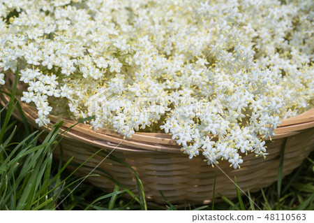 White elder flowers in a wicker basket White elder flowers in a wicker basket 48110563