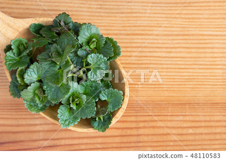 Young Glechoma hederacea leaves on a spoon Young Glechoma hederacea leaves on a spoon 48110583