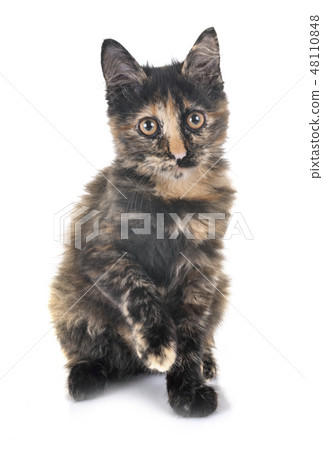 kitten in studio 48110848