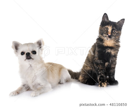 kitten in studio 48110850