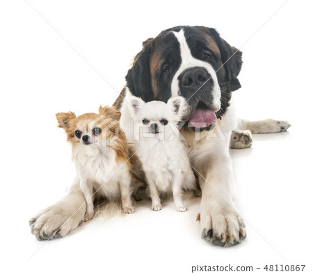 saint bernard and chihuahua saint bernard and chihuahua 48110867
