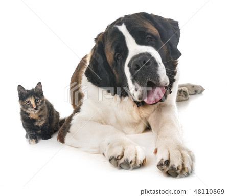 saint bernard and kitten 48110869