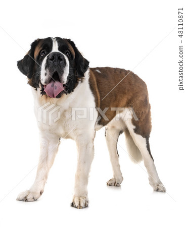 saint bernard in studio 48110871