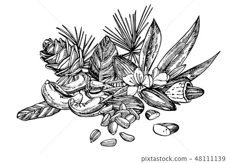 Almonds, Pecan, Cashew nuts, Hazelnut, Pine nuts, Walnuts and Nutmeg sketch illustrations. Hand Almonds, Pecan, Cashew nuts, Hazelnut, Pine nuts, Walnuts and Nutmeg sketch illustrations. Hand 48111139
