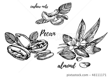 Almonds, Pecan and cashew nuts sketch illustrations. Hand drawn illustrations isolated on white Almonds, Pecan and cashew nuts sketch illustrations. Hand drawn illustrations isolated on white 48111171