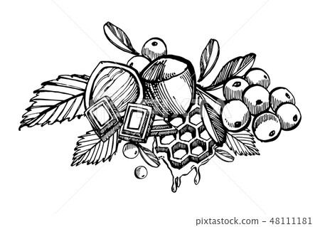 Cashew nuts, Hazelnut, Pine nuts, Walnuts and Nutmeg sketch illustrations. Hand drawn illustrations 48111181