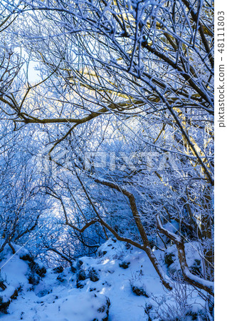 冬季的山間小道風景（雲仙岳和霜霜的冬季風景）[長崎縣雲仙市] 48111803