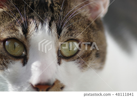 我看到了 48111841