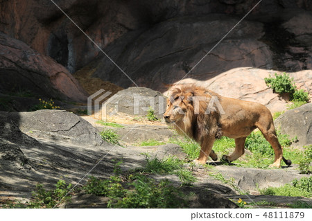 Lion Lion Lion Lion's whole body African Lion Lion Lion Lion Lion's whole body African Lion 48111879