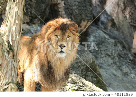 獅子獅子獅子的全身非洲獅子 48111889