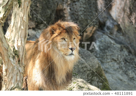 獅子獅子獅子的全身非洲獅子 48111891