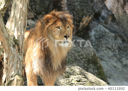 獅子獅子獅子的全身非洲獅子 48111892