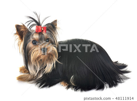 young yorkshire terrier young yorkshire terrier 48111914