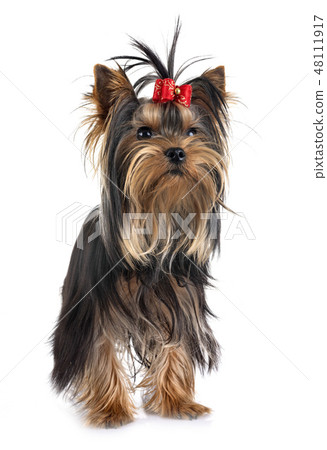 young yorkshire terrier young yorkshire terrier 48111917