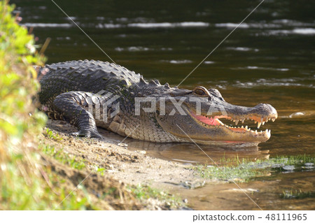 Alligator laying near a pond with its mouth open. 48111965