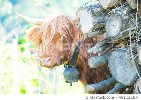 Highlands cow with cowbell at the neck Highlands cow with cowbell at the neck 48112167