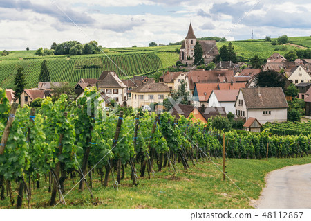 grape fields in Burgundy 48112867