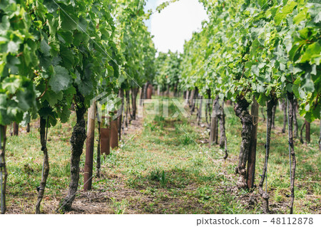 the grapes grow in rows in the field 48112878