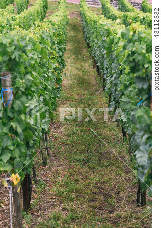 grape bush close-up grape bush close-up 48112882