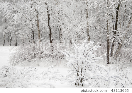 Winter landscape with a park 48113665