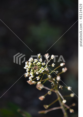 Nazna (Penpen grass) 48114429