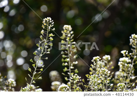 Nazna (Penpen grass) 48114430