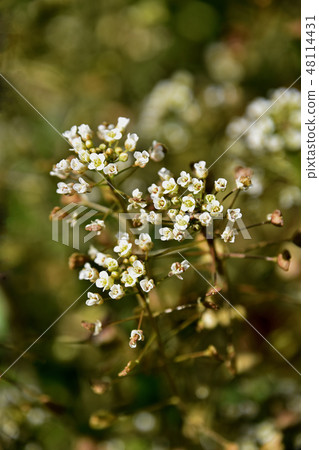Nazna（Penpen grass） 48114431