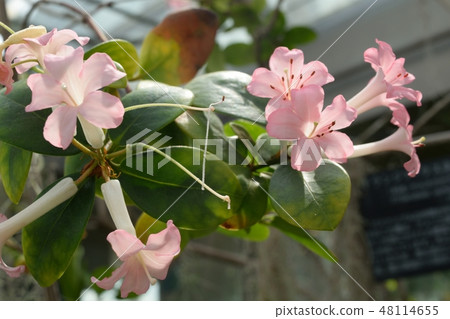 Rhododendron pink flowers Rhododendron pink flowers 48114655