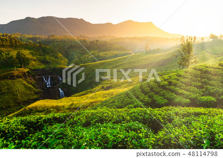 Tea plantation and St Claire waterfall at sunrise, Sri Lanka Tea plantation and St Claire waterfall at sunrise, Sri Lanka 48114798