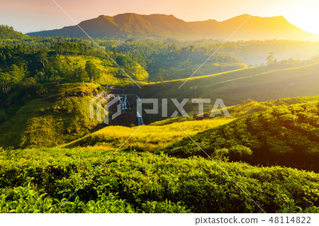 Tea plantation and St Claire waterfall at sunrise, Sri Lanka Tea plantation and St Claire waterfall at sunrise, Sri Lanka 48114822