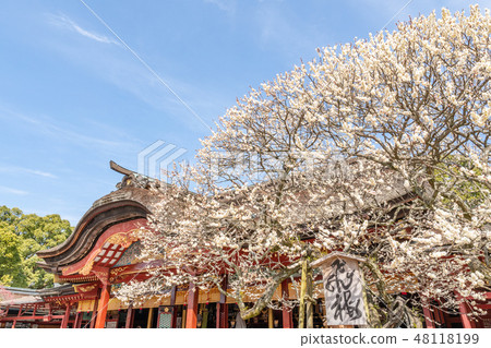 太宰府天滿古古 太宰府天滿古古 48118199
