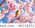 Ito Komuro cherry tree with early bloom and cute medallo 48118252