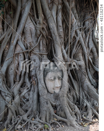 Buddha Head Tree Wat Maha That trapped in Bodhi Tree roots. 48118254