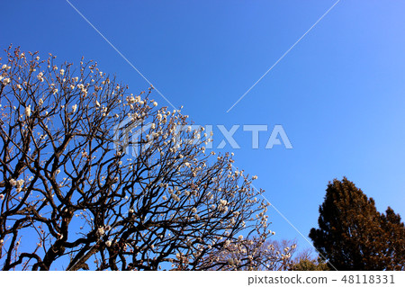 即將盛開的Fukuzenin李子（1） 48118331