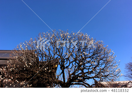 Fukuzen的李子即將盛開（2） 48118332