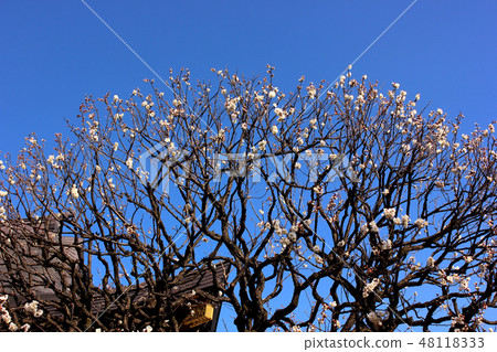 Fukuzen的李子即將盛開（3） 48118333