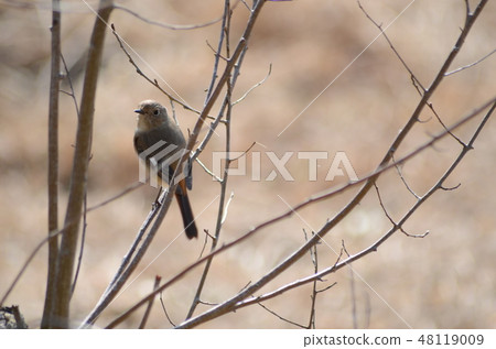 野鳥Jawitaki 野鳥Jawitaki 48119009