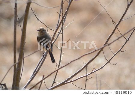 野鳥Jawitaki 野鳥Jawitaki 48119010