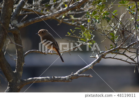 野鳥Jawitaki 野鳥Jawitaki 48119011