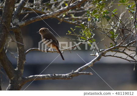 野鳥Jawitaki 野鳥Jawitaki 48119012