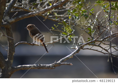 野鳥Jawitaki 野鳥Jawitaki 48119013