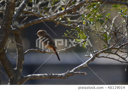 Wild bird Jawitaki Wild bird Jawitaki 48119014