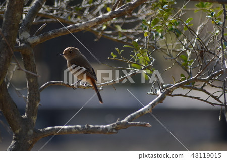 Wild bird Jawitaki Wild bird Jawitaki 48119015