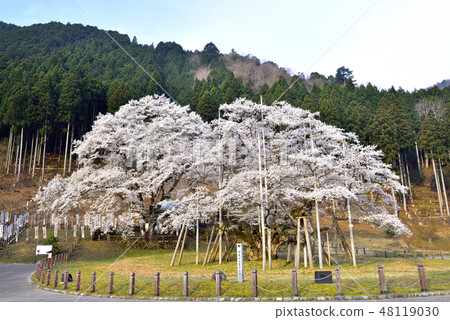 Light Mukura cherry tree in Neno valley 48119030