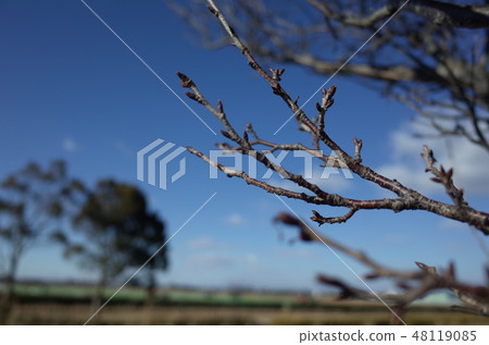 公園樹 48119085