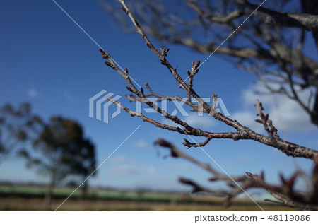 公園樹 公園樹 48119086