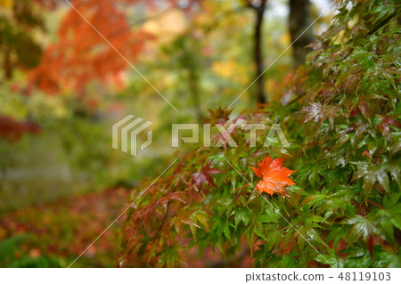 雨秋葉 雨秋葉 48119103