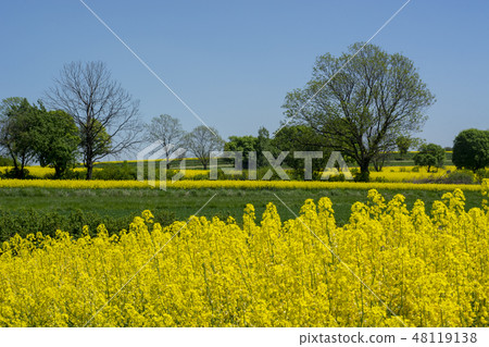 Springtime in Roztocze, Poland with rape flowers 48119138